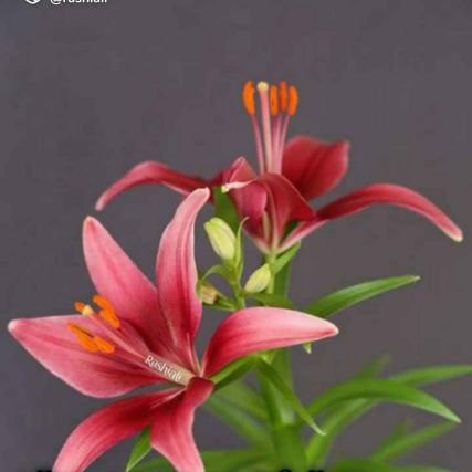 Amalva29403522's profile picture. 