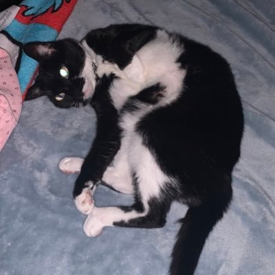 Chip || Actually Posting Againさんのプロフィール画像