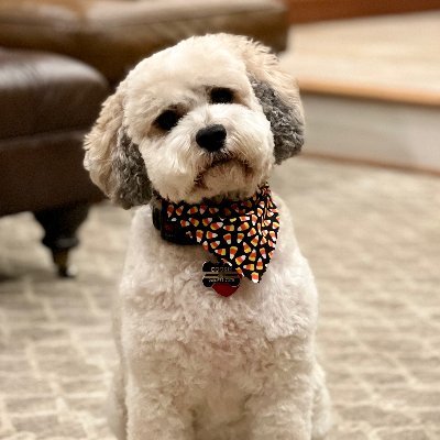 verycuriousnow's profile picture. 