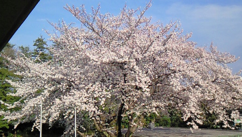 1985年5月の茨城県生まれ。 料理と酒、読書に配信を楽しみつつ日々を過ごす。多くの人に助けられながら社会の片隅へ復帰。FGO、グラブル、競馬は嗜む程度。極稀に政治に関して呟く。何気にでん同士。らでんちゃんに美術・芸術・歴史を楽しむ事を思い出させてもらって心から感謝。