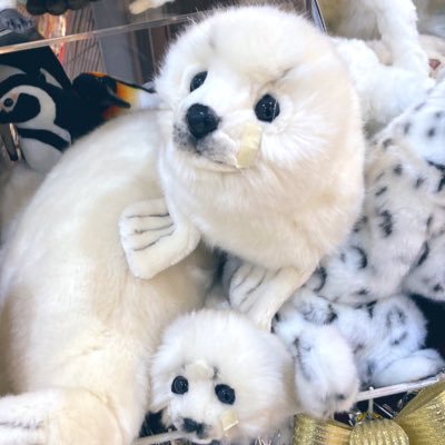 MarblePaoko's profile picture. 超初心者の資産形成新米ママ&人間の行動について興味高まってる会社員ママ。金融リテやその他知識の無さすぎを実感しYouTubeとTwitter 見て学び直し中🐣日本語🇯🇵英語多少🇺🇸いきなりフォロー失礼します🙏現在学びで苦戦中: ポジショントークの見極め😵‍💫