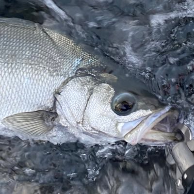 伊豆の地磯で朝マズメの短時間ソロ釣行を楽しんでいます。ターゲットはヒラスズキ、青物、根魚、アオリイカ等。ブログで磯釣りの釣行記、ヒラスズキのHOW-TO、タックルのインプレを書いています。