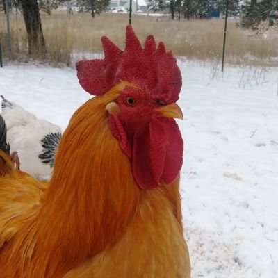 Hi! My name is Misty and I own Duffney's Bird Barn. The bird barn started in 2019 when my brother and sister-in-law brought me my first chickens and turkeys.