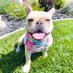Bochy the Therapy Dog (@miscmeha) Twitter profile photo Bochy the Therapy Dog (@miscmeha) Twitter profile photo