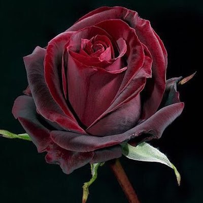 67_gianna's profile picture. 