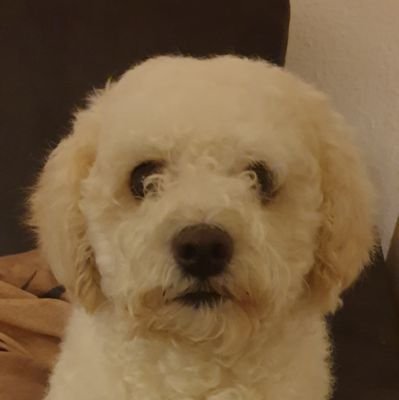 Hi, ich bin ein kleiner fluffiges Wattewölkchen namens May.