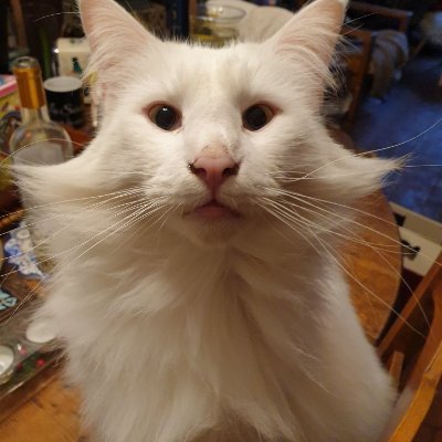 Tilleul56's profile picture. CHUIS PAS MORTE

Je crois que j'ai été sage-femme,est ce bien sûr 
@bidouille56@mamot.fr
Procrastinatrice émérite, ornithologue patentée #Secrweet22