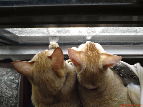 rotikacangmerah's profile picture. chubby, bubbly, crabby Cancerian. the other half of The Malaysian Most Controversial & exWanted Political Cartoonist.