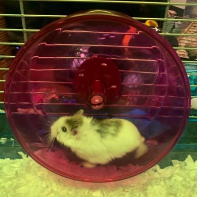 Sasha_Jmz's profile picture. real eyes realize real lies