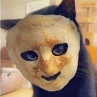 Meine Katze ist ein Psychopath(@r_ab189) 's Twitter Profile Photo