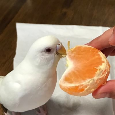 セキセイインコのアルビノ