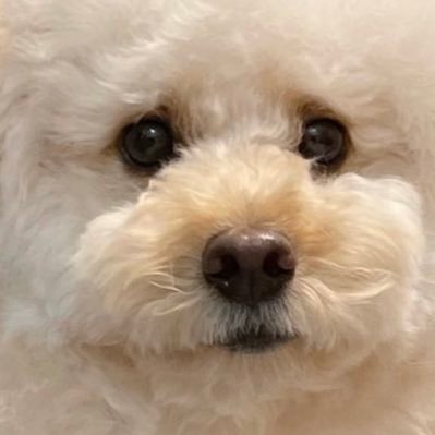 kururihiruri000's profile picture. なるたかを撮っています(元ざっくばらん、AZUKI、颯戯) Lovegraph所属カメラマン 篠塚担です 食べ物のインスタ→https://t.co/oORYgtsPE1 写真作品のインスタ→https://t.co/oRvptJKdw7