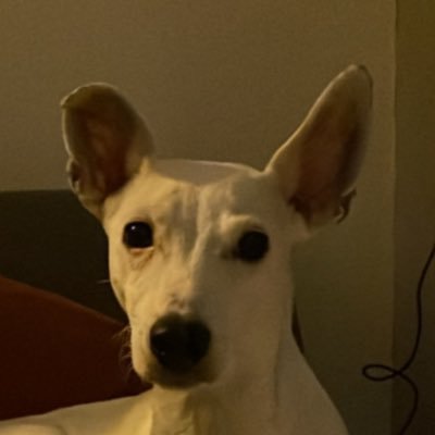 C2Opinionated's profile picture. Sounds gay ~ I’m in. 💅🏼 25 ✊🏿✊🏾✊🏽 Mother of 1 🐶 Intersectional feminism is the only kind of feminism