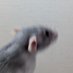ファンしぃ🐀🐁⸒⸒ (@fancy_rrr) Twitter profile photo ファンしぃ🐀🐁⸒⸒ (@fancy_rrr) Twitter profile photo
