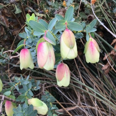 cheekygreedy's profile picture. 🇦🇺パース在住。😺との暮らし。趣味はガーデニング🌷音楽も好き🩷関心あるのは🖥️関係
from🇯🇵