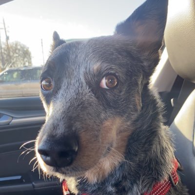 Fun loving dog dad of two amazing Australian Cattle Dogs - Chief the Blue Heeler and Koda the Red Heeler. perpetual energy