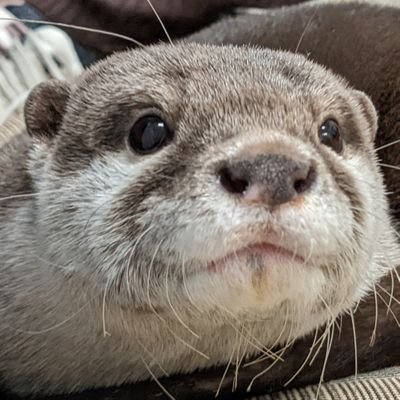 ぱん🍞 / 好きなひとやものなら有り過ぎる程有るので雑多につぶやく / 適度に楽しむ / マダミス・謎解き🔰