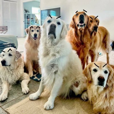 Dedicated to the collective chaos in the @thegoldenratio4, want more chaos? ➡️ @ChaosVenk