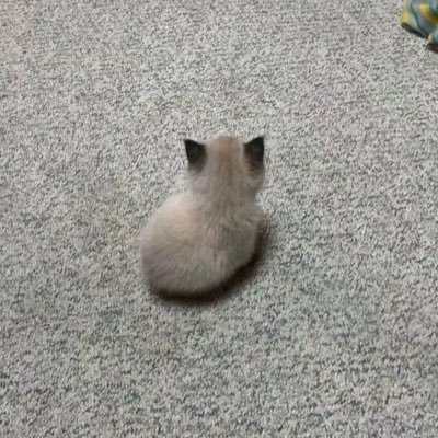点心さんのプロフィール画像