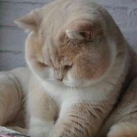새만두 (@bon_2323) 's Twitter Profile