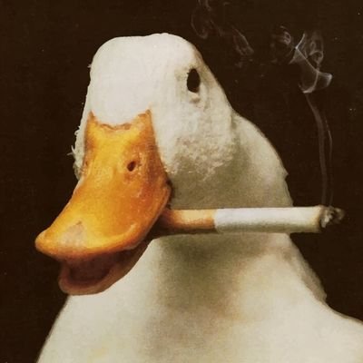 someduckingguy Profile Picture