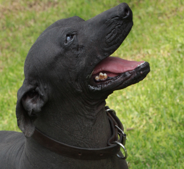 Soy Chico, uno de los diez xoloitzcuintles que viven en el Museo Dolores Olmedo. ¿Vienes a visitarme?