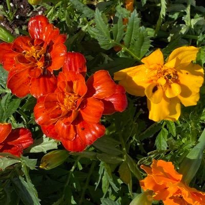 Pequolina's profile picture. 