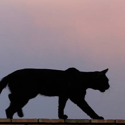 Blue_Ace_Purple's profile picture. / すのーまん 💜💙 / 拒否無 / 20↑ / 関西 / すとーんず & えいと も ゆるっと /