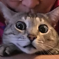 Todd Kelshaw (@toddkelshaw) 's Twitter Profile
