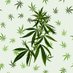 cannabis_italia (@cannabis_italia) Twitter profile photo cannabis_italia (@cannabis_italia) Twitter profile photo