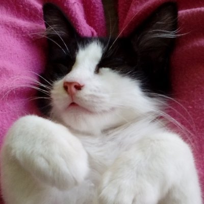 DHARMA6529's profile picture. "Censorship is the child of fear and the father of ignorance." - Laurie Halse Anderson.