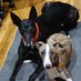 Noah N. Noir, Pippa P. Pepper (@noah_noir_) Twitter profile photo Noah N. Noir, Pippa P. Pepper (@noah_noir_) Twitter profile photo