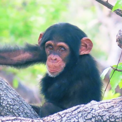 Primatology lab @TXStateAnthro led by @jillpruetz Behavioral ecology, health & env. pressures in Senegal + Costa Rica. We run with sharp sticks, tweets ours.