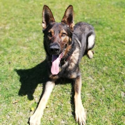 Police Dog Nico of Devon and Cornwall Police. I am based in Plympton, Plymouth with my handler Sgt Andy Coleman.
Please do not report crime on this account.