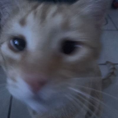 safeplace_simba's profile picture. simba te amamos -
cuenta manejada por una adulta (tía y madrina de simba)