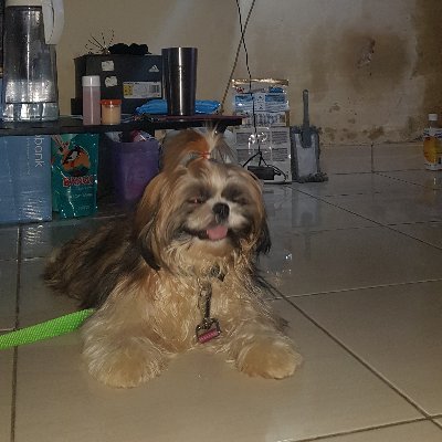 MarioSihotang27's profile picture. Cook and Roll