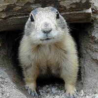 Fake Wally Hall (@fakewallyhall) 's Twitter Profile