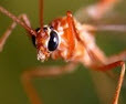 http://t.co/cT7poskkaU provides reviews and tips on home mosquito control