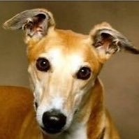 JavierPazEsq's profile picture. 