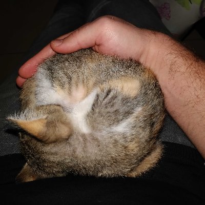 MilkiSynapse's profile picture. Just a curious organism.