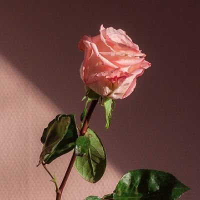 sandinmytoesTK's profile picture. Expat mom
