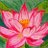 pink_lotus1