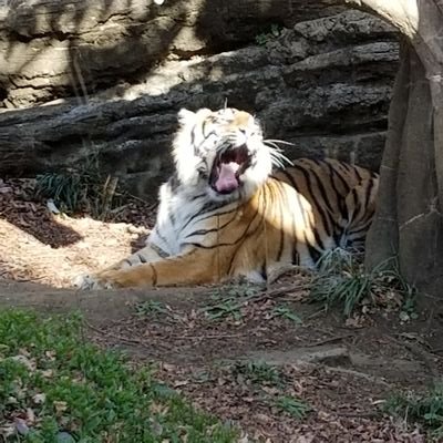 pico53827236's profile picture. メッシュ・オステオで騙されて失敗した人です。現在再建済み。昼職限界。(済▶埋没/鼻筋メッシュ/オステオ/顎ヒアル/オステオ抜去/メッシュ除去/鼻フル(再建)/頬顎下脂肪吸引/糸リフト/エラボト/人中ボト)