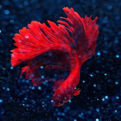 ねりーさんのプロフィール画像