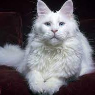 Dr. Andrew Zimmern (@dr_zimmern) 's Twitter Profile