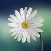 SsParent's profile picture. wife, mom of post secondary students, union member,