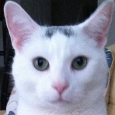 CatZimmerer Profile Picture