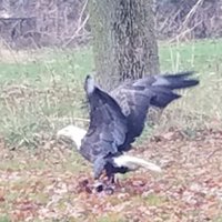 Steve (@steve90042703) 's Twitter Profile