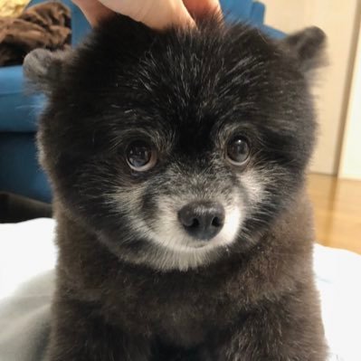 ぽめらにあん様 確認用ページ ポメ様確認用♡ ポメラニアン様確認用
