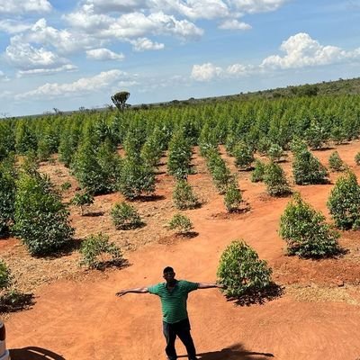 Clonal Eucalyptus Seedlings, Commercial Forestry, Tree Seedlings, Forest Plantation establishment, Farmer, Project management, Automotive Engineering,